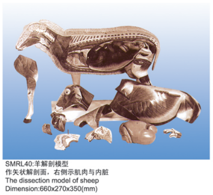 动物解剖模型|羊解剖模型|羊解剖