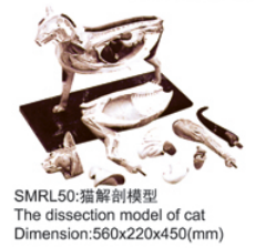 动物解剖模型|猫解剖模型|猫解剖