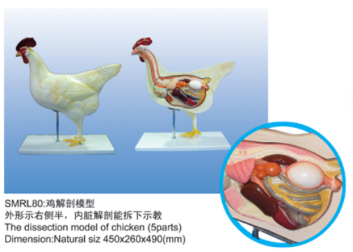 动物解剖模型|鸡解剖模型|鸡解剖
