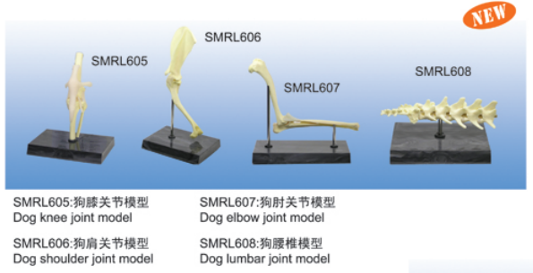 动物解剖模型|狗肩关节模型|狗肩关节
