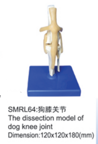 动物解剖模型|狗膝关节模型|狗膝关节
