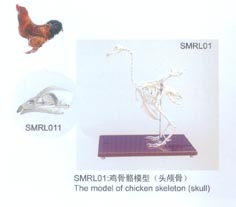 动物解剖模型|鸡骨骼模型|鸡骨骼|鸡骨骼标本