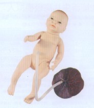 高级新生儿脐带护理模型