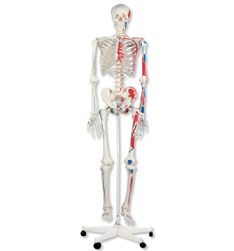 肌肉骨骼架Max, 轮式5脚支架