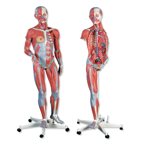 两性人体肌肉臂模型，45部分