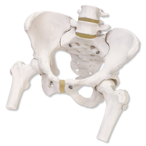 女性骨盆骨骼模型，带可拆卸股骨头