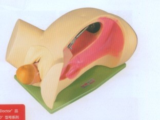 分娩机转示教模型