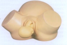 高级助产训练模型