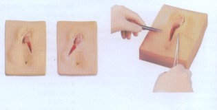 外阴缝合练习模型