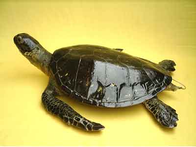 海 龟