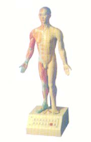 十四经穴模型