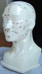 头部四功能针灸腧穴模型