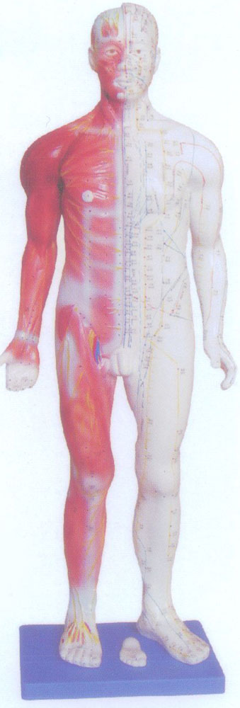 人体针灸模型（100cm）（中英代）