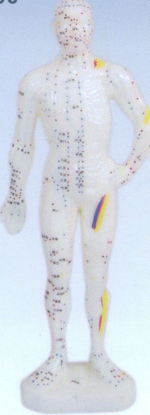 人体针灸模型（26cm）（中文代号）