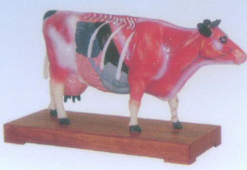 牛体针灸模型