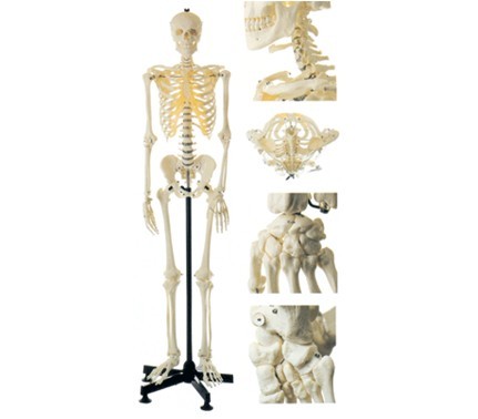 男性全身骨骼模型