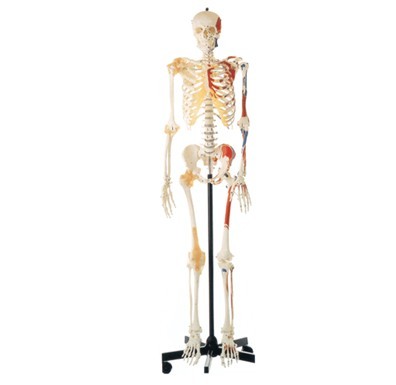男性全身骨骼附半身肌肉着色附韧带模型