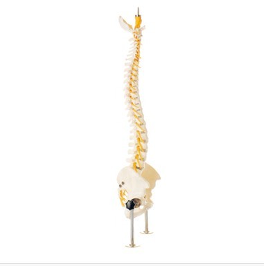脊柱与骨盆模型