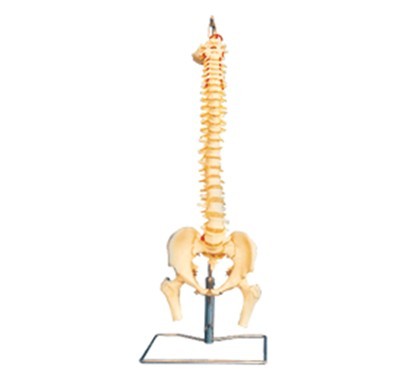 脊柱、骨盆与股骨头模型