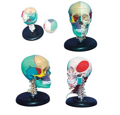 168cm成人头骨左半边肌肉着色右半边骨性色分模型