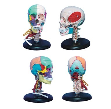 168cm成人头骨左半边肌肉着色右半边骨性色分带颈部肌肉模型