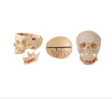 成人头颅骨附神经模型