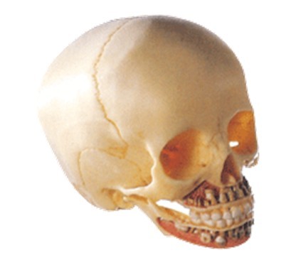 儿童头颅骨模型