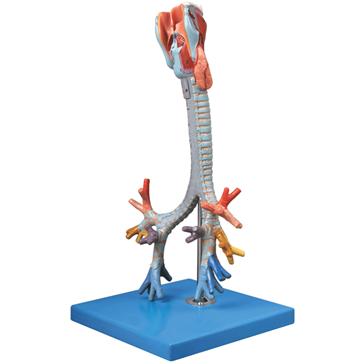 喉与气管、支气管树模型