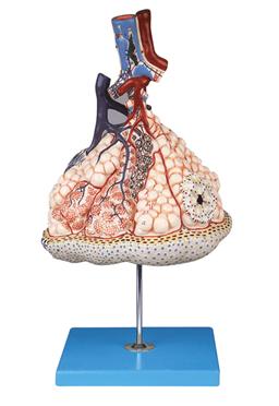 肺小叶放大模型