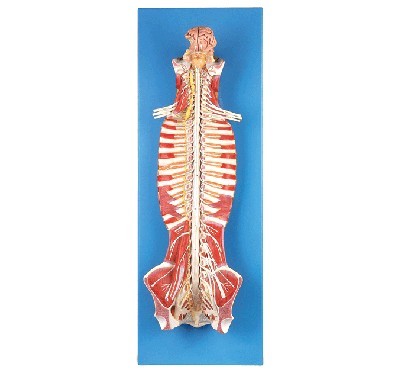 椎管内部脊髓神经模型