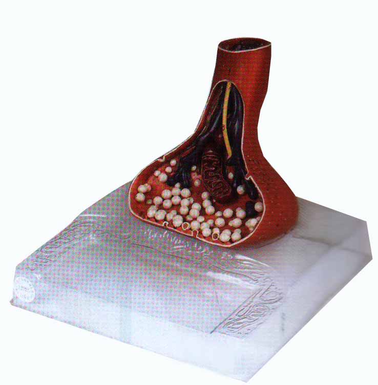 神经末梢突触放大模型