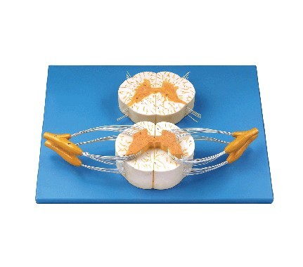 脊髓与脊神经分支放大模型