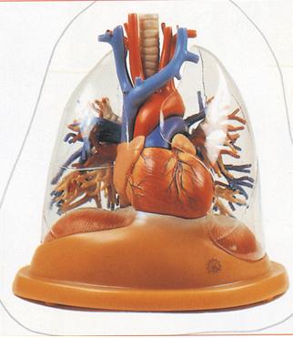 心脏与透明肺、气管、支气管树模型
