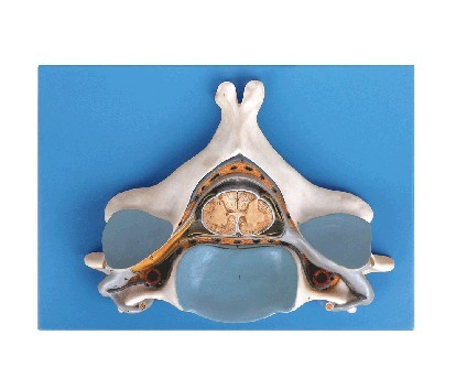 第五颈椎附脊髓和脊神经放大模型