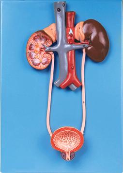 泌尿系统模型