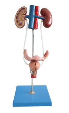女性泌尿生殖系统模型