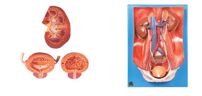 泌尿系统附腹后壁模型