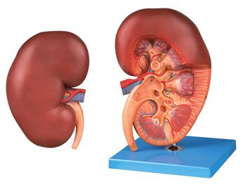 肾脏解剖放大模型