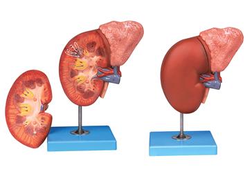 肾脏与肾上腺放大模型