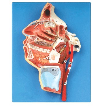 口、鼻、咽、喉内侧面血管神经模型