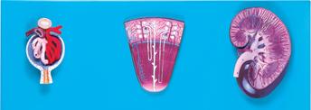 肾与肾单位、肾小球放大模型