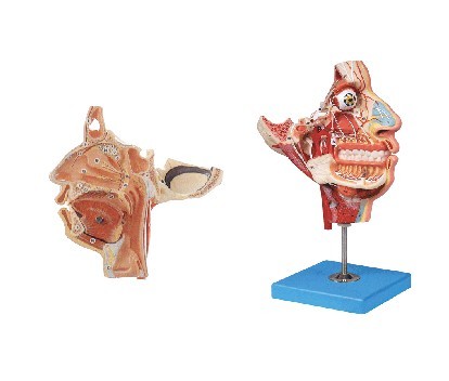 头面部血管神经模型