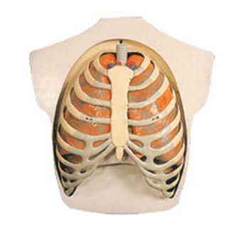 呼吸系统模型
