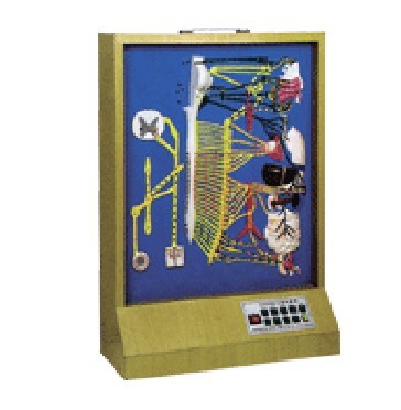 自主神经分布模型