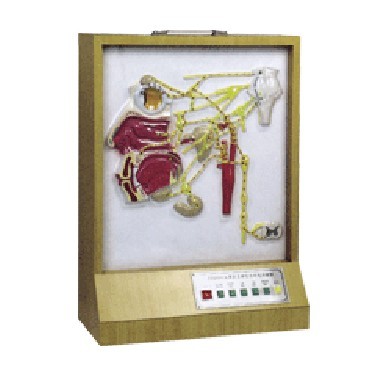 头部自主神经分布模型