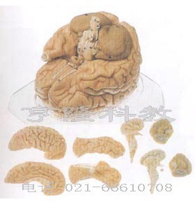 脑模型