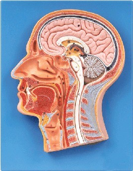 头部正中矢状切面模型