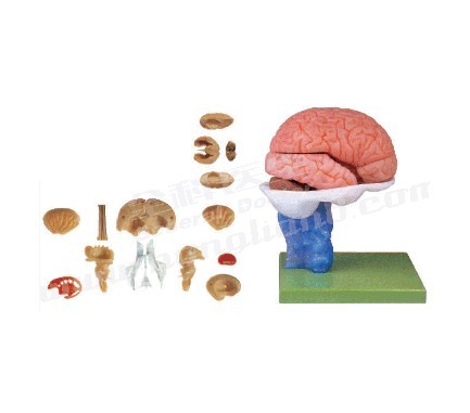 脑解剖模型