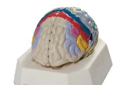 大脑皮质功能定位模型