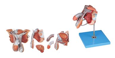 男性生殖器官结构模型